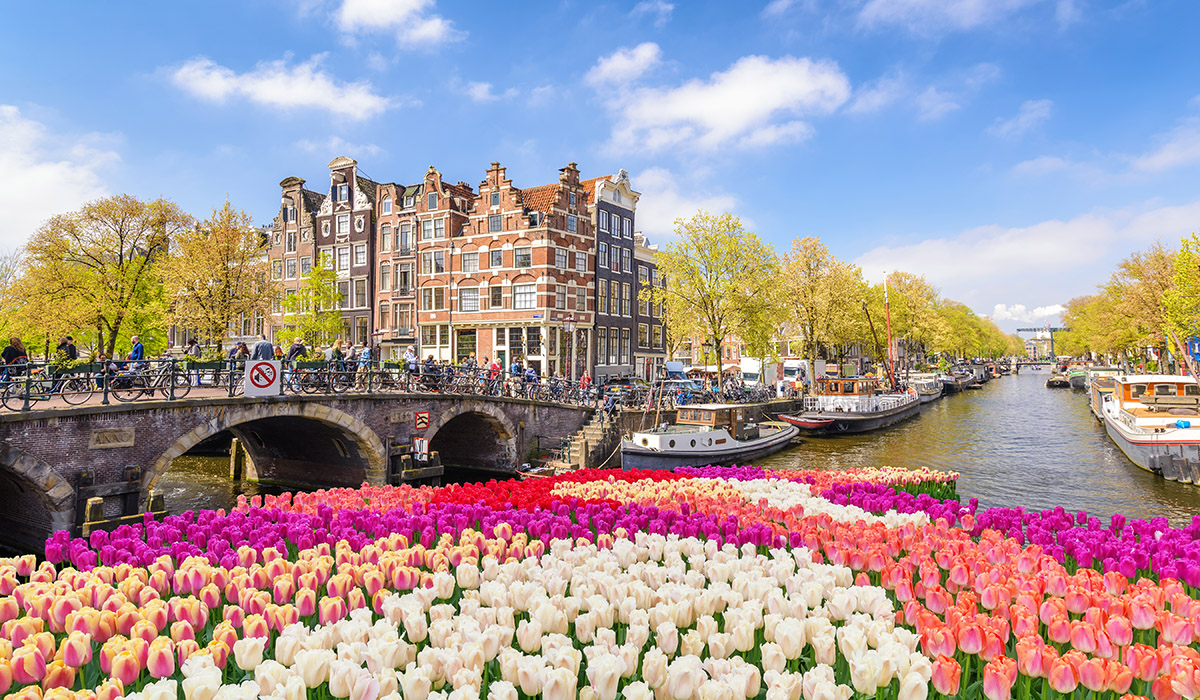 Tulips, a historical symbol of the city