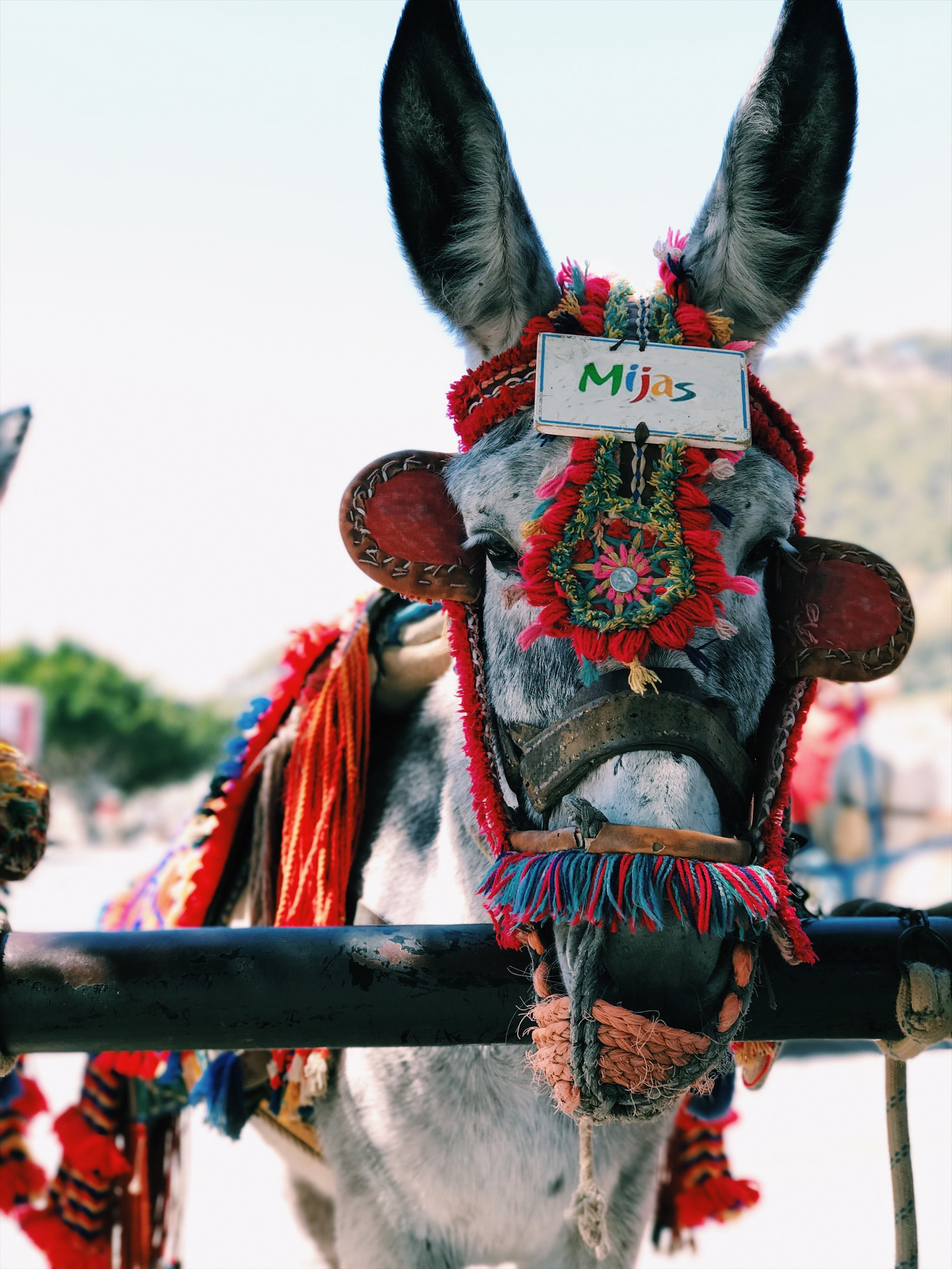 little donkey