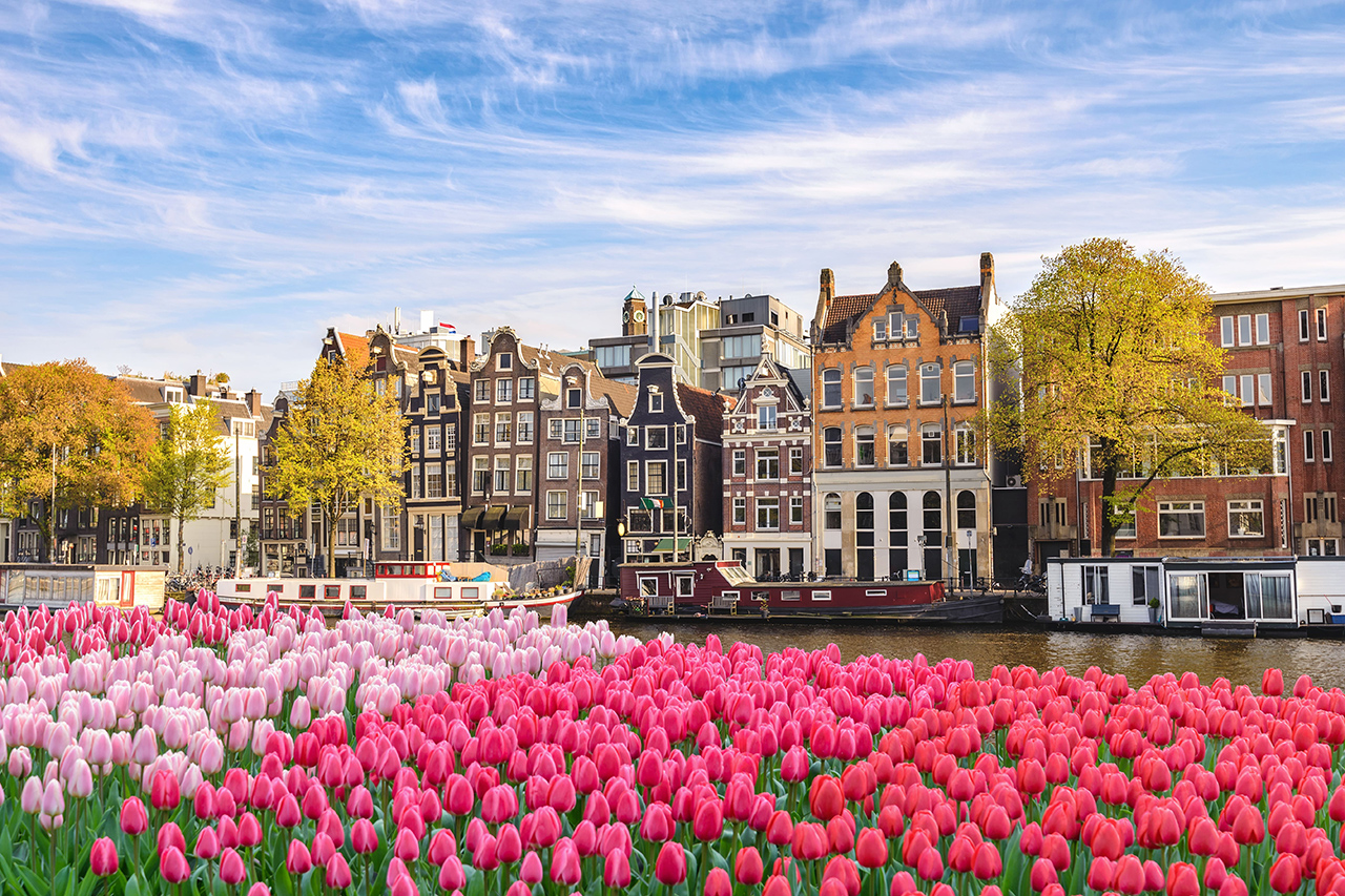 Tulips, a historical symbol of the city